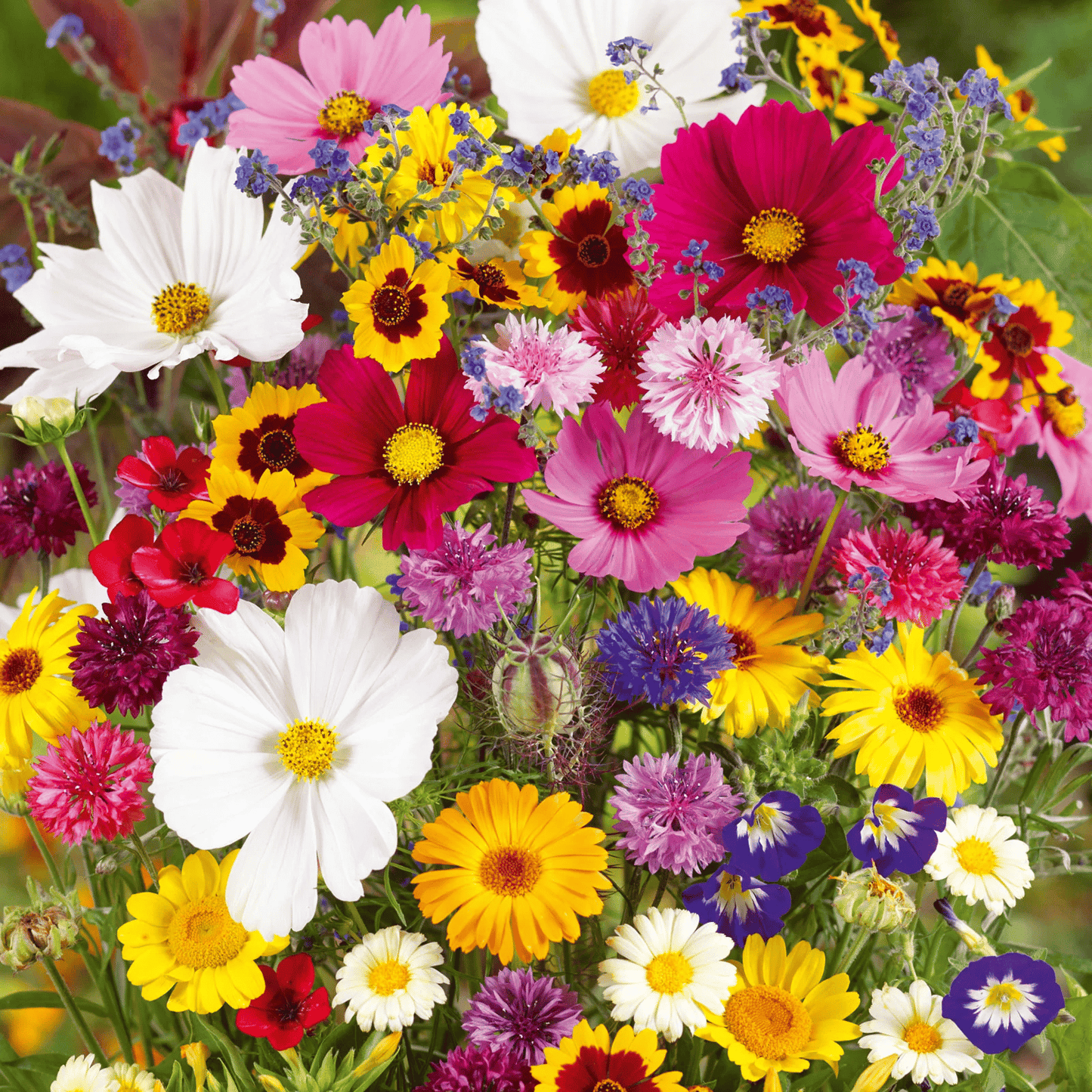 NordicBloom™ – Färgstark Blomstermix med över 60 Sorter (1000 st)