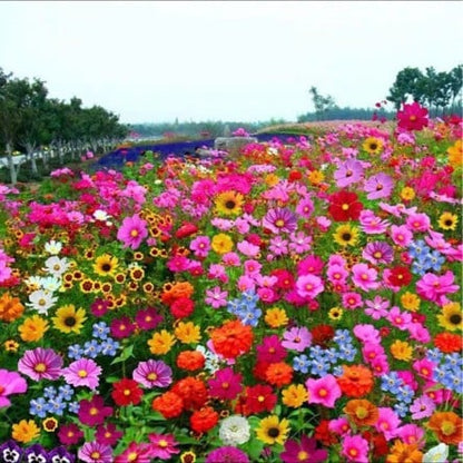 NordicBloom™ – Färgstark Blomstermix med över 60 Sorter (1000 st)