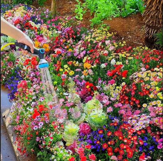 NordicBloom™ – Färgstark Blomstermix med över 60 Sorter (1000 st)