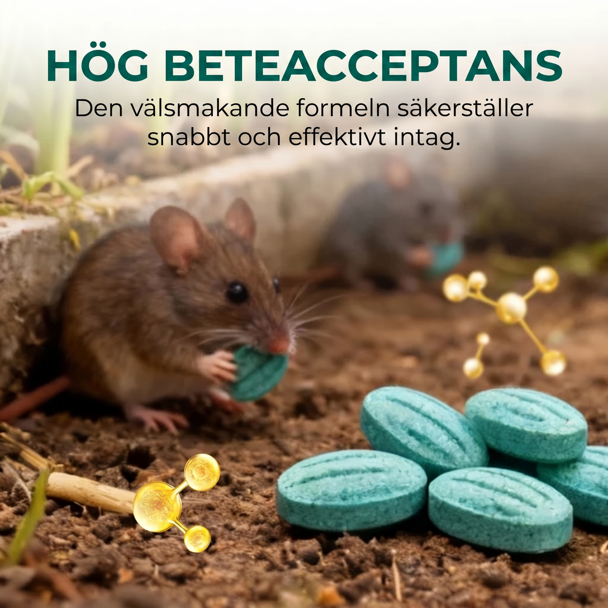 Rattfri™ – Professionell Bekämpning av Råttor och Möss