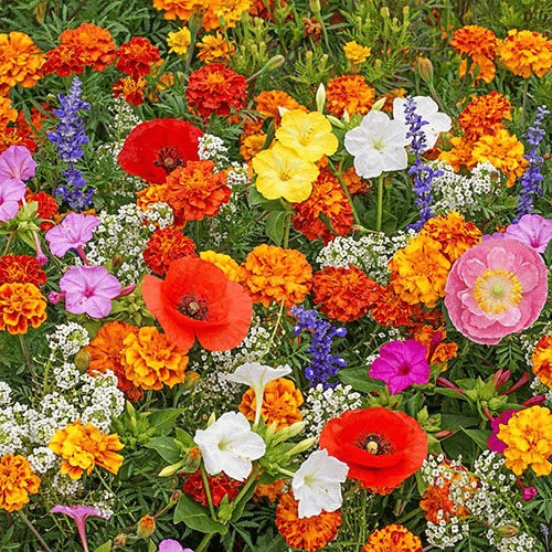 NordicBloom™ – Färgstark Blomstermix med över 60 Sorter (1000 st)